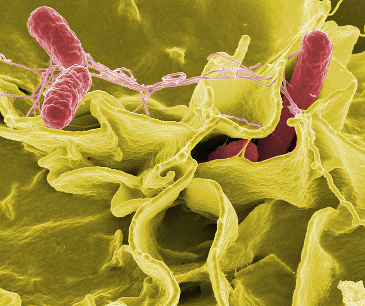 File:Salmonella micrograph.jpg