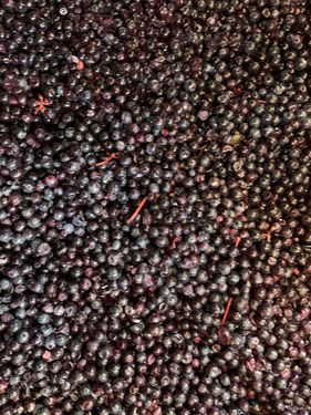 2019 Grenache Noir harvest, courtesy of Christophe Bosque