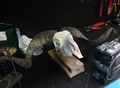 Ram skull