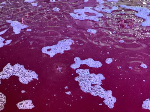 2019 Grenache Noir pressing, courtesy of Christophe Bosque