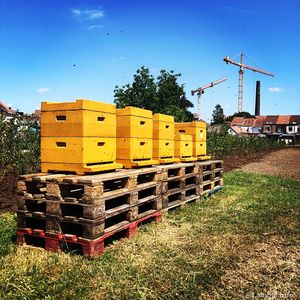 Beehives at 3F Lambik-O-Droom