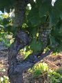 Viognier Grapes from the 2020 harvest on the vine, courtesy of Christophe Bosque