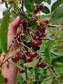 Schaarbeekse cherries at Het Boerenerf