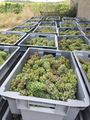 Viognier harvest, 2020. Courtesy of Christophe Bosque