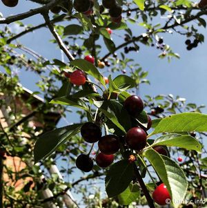 Schaerbeek Cherries