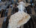 Fermentation