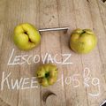Lescovak pears at Boerernef