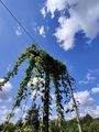 Groene Belle hop bines at Het Boerenerf